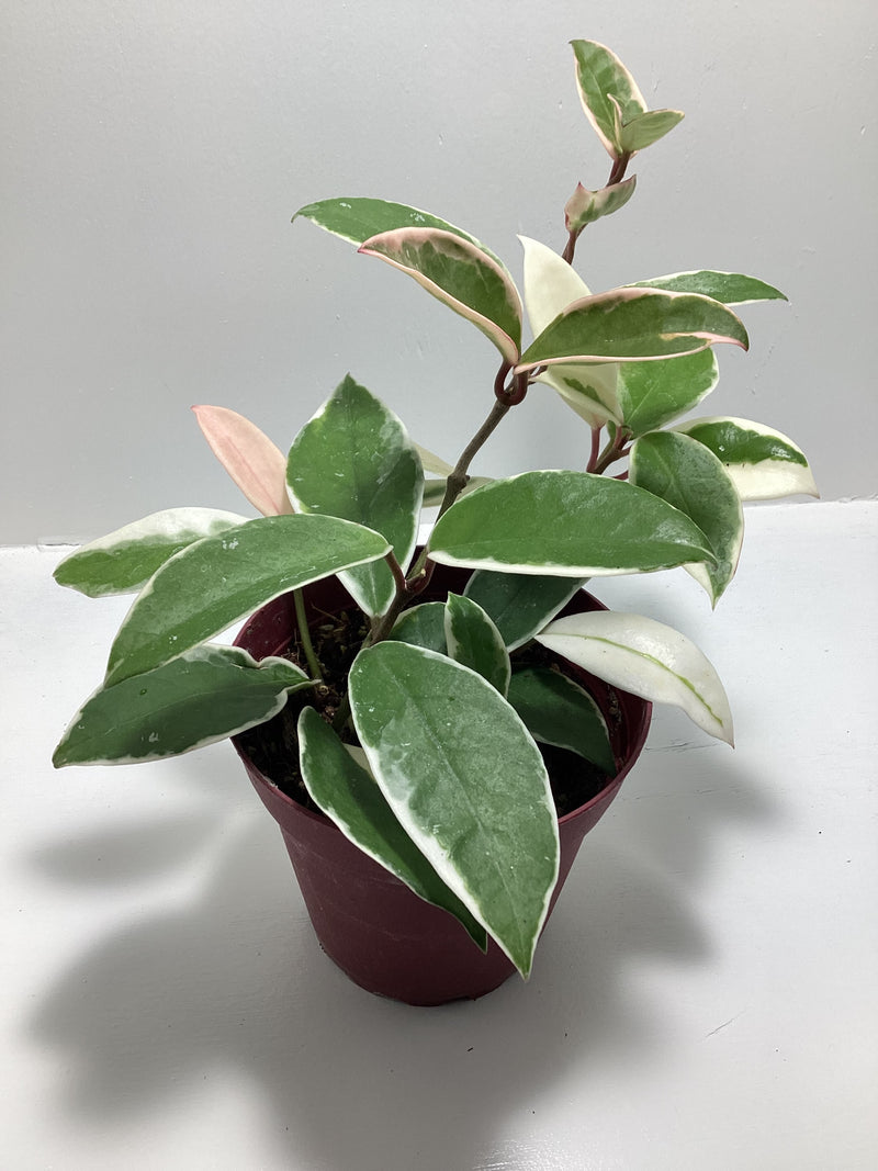 Hoya latifolia albomarginata - formerly Hoya macrophylla variegata — My Green Obsession 