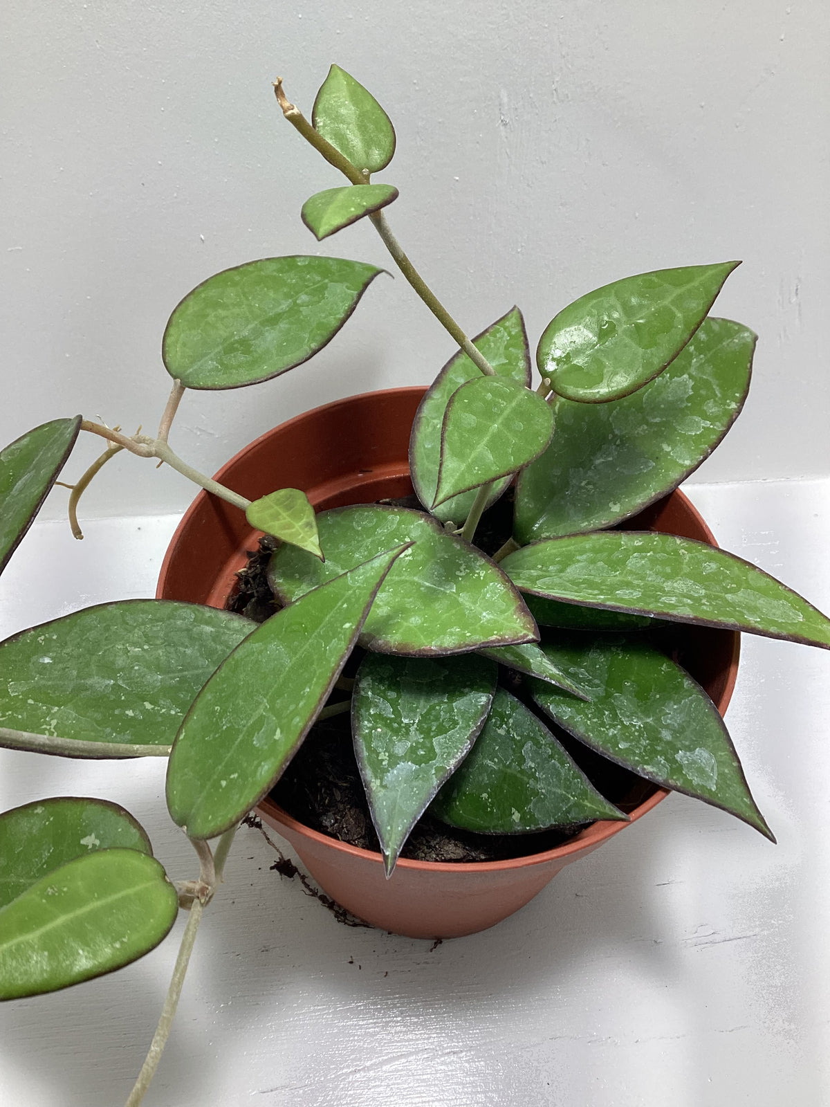 Hoya parasitica ‘Black Margin’