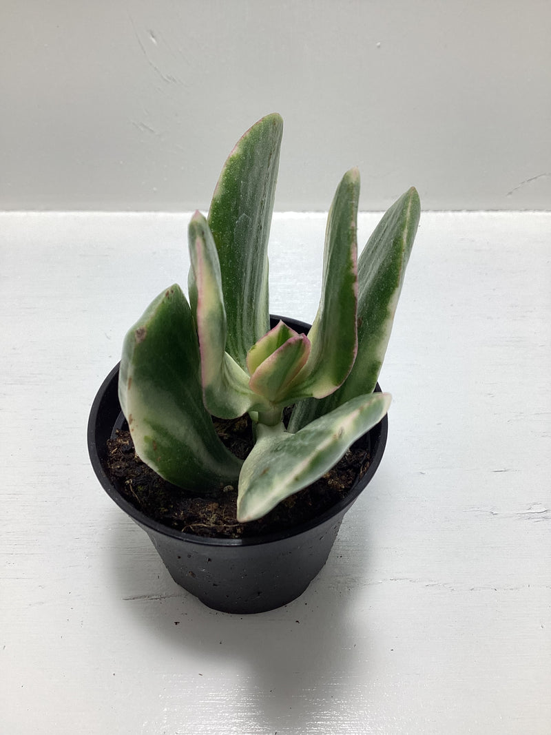 Crassula ovata variegata — My Green Obsession 