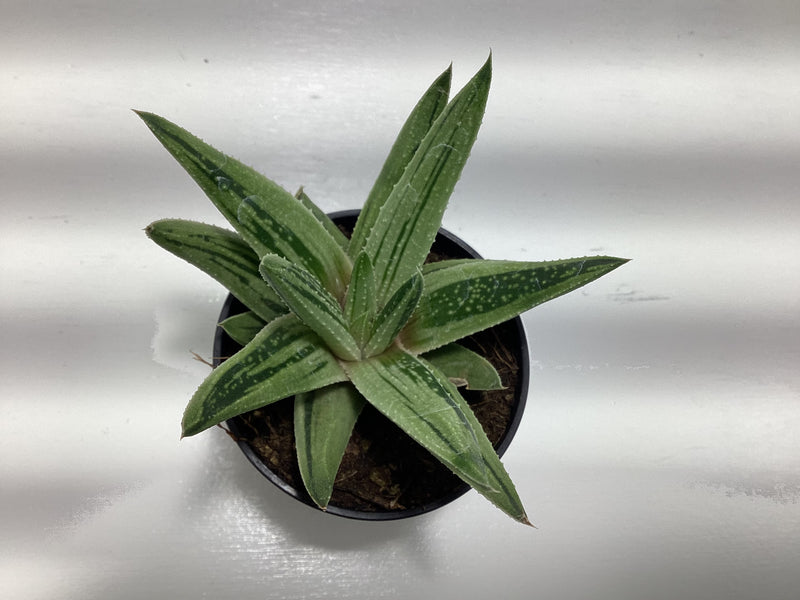Gasteria Kaleidoscope — My Green Obsession 