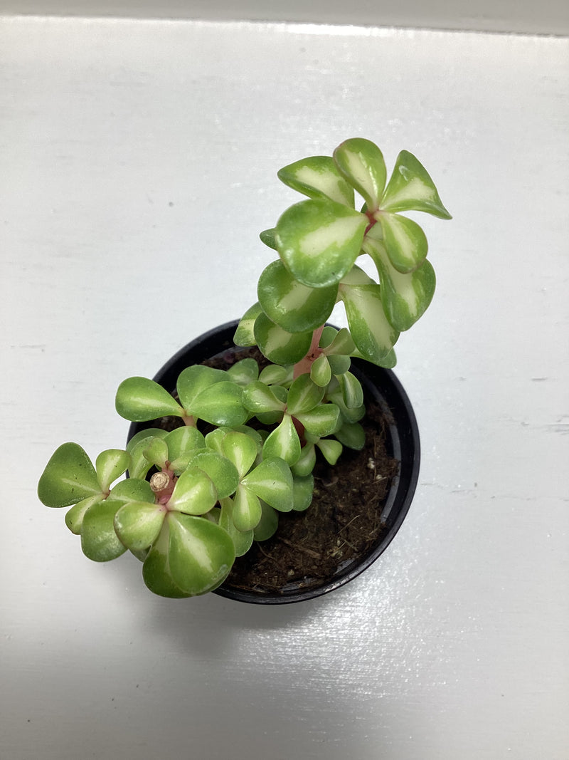 Portulacaria afra Mediopicta — My Green Obsession 