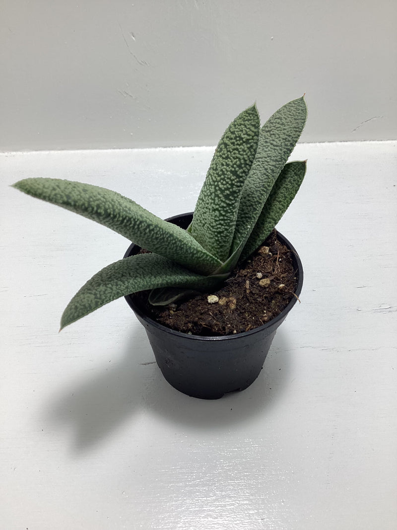 Gasteria bicolor ‘Triceratops Skin’ — My Green Obsession 
