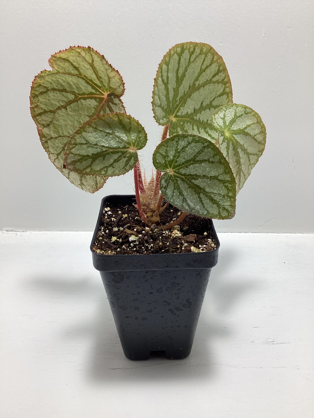 Begonia U400