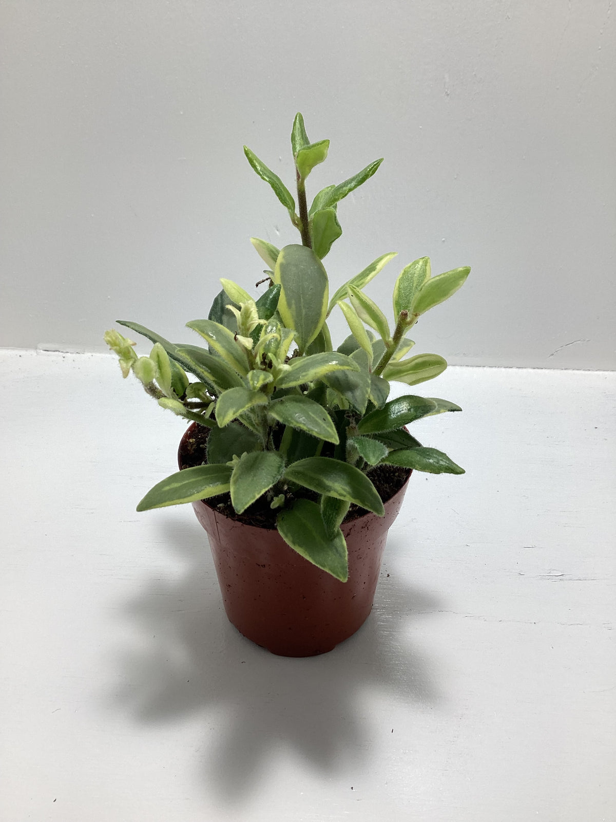 Aeschynanthus ‘Bolero Bicolor’ - aka “Lipstick Plant”