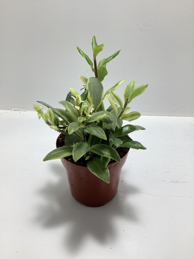 Aeschynanthus ‘Bolero Bicolor’ - aka “Lipstick Plant” — My Green Obsession 