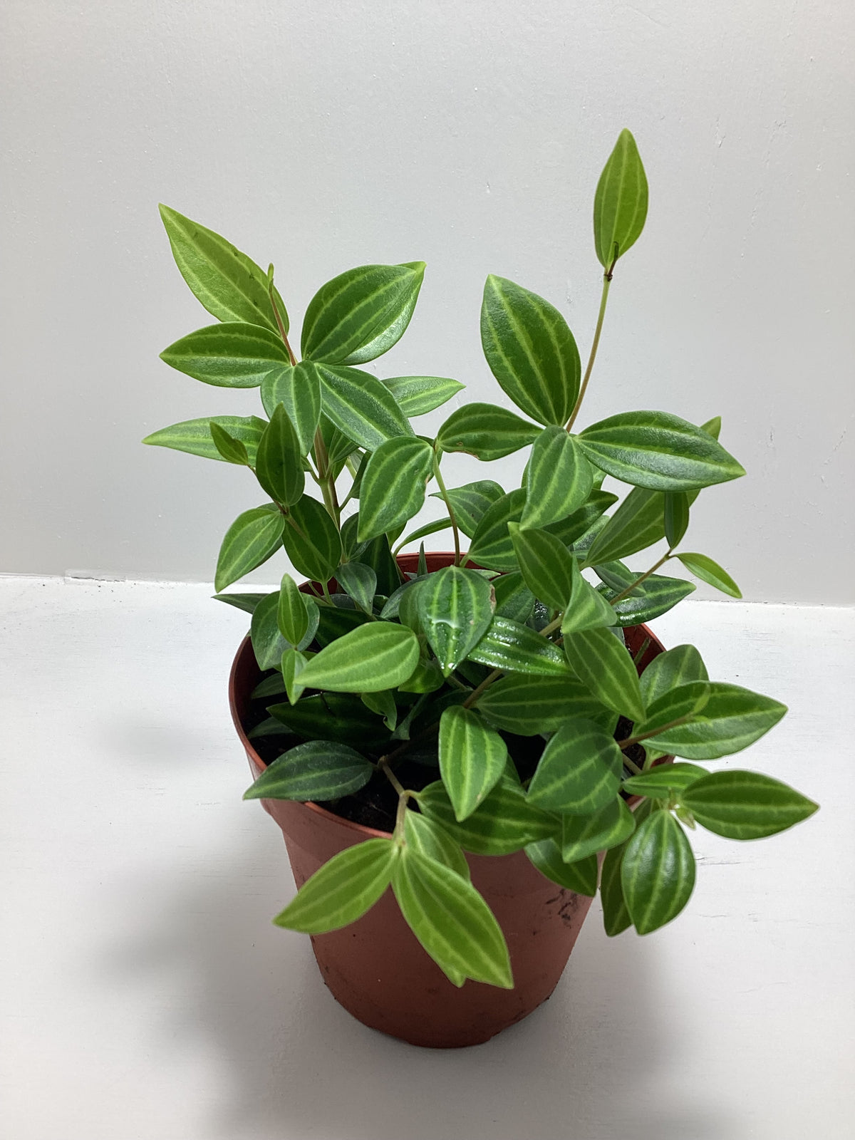 Peperomia angulata aka “Beetle Peperomia” - 4 inch pot