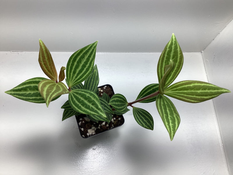Peperomia Puteolata - aka “Parallel Peperomia” — My Green Obsession 