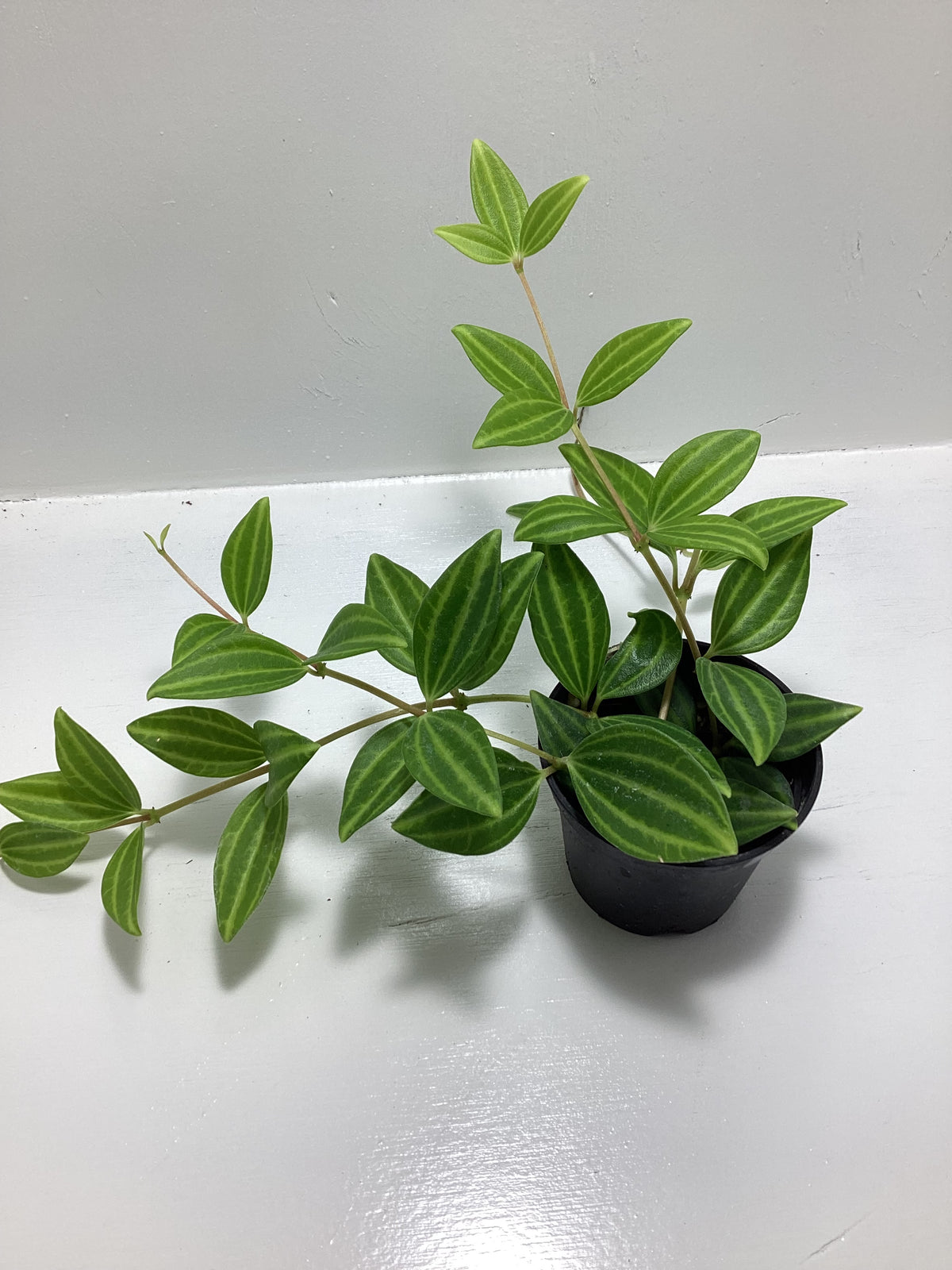 Peperomia angulata aka “Beetle Peperomia”