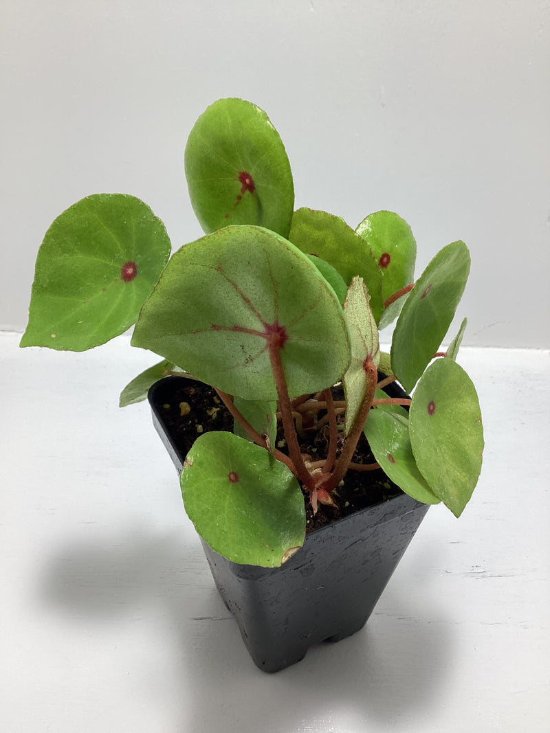 Begonia conchifolia — My Green Obsession 