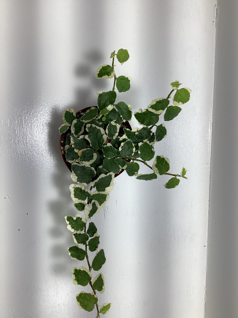 Ficus pumila variegata - Miniature variegated creeping fig — My Green Obsession 