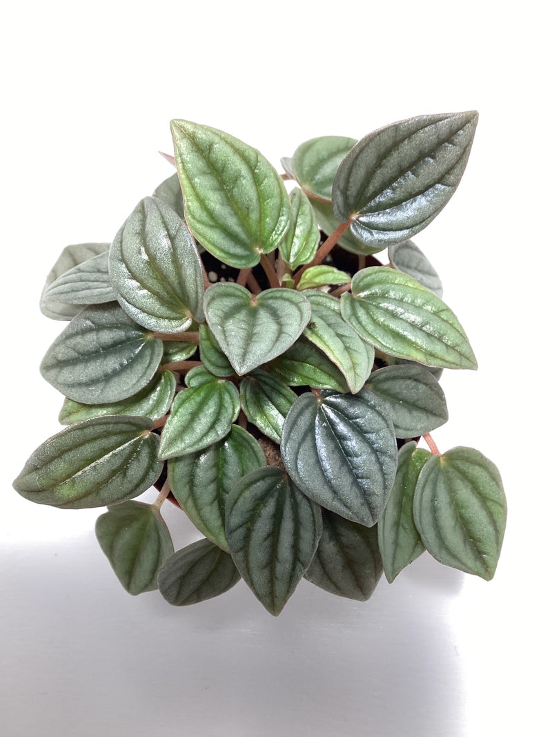 Peperomia ‘Frost’ — My Green Obsession 
