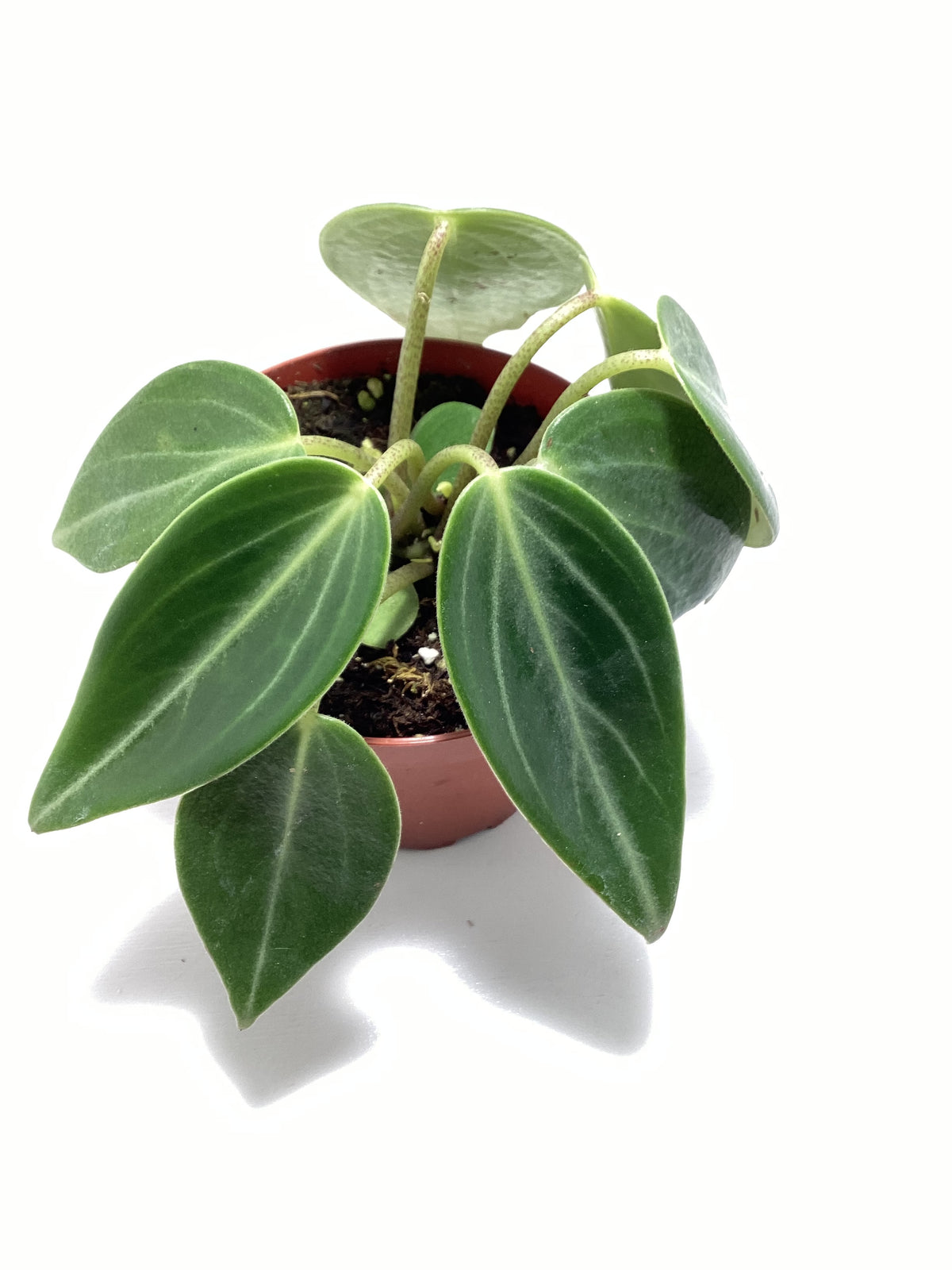 Peperomia maculosa - 4 inch pot
