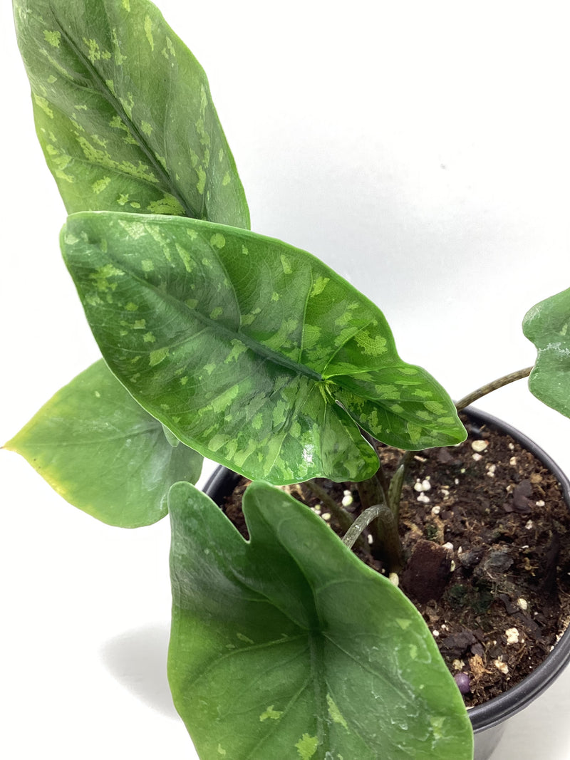 Alocasia ‘Shattered Glass’ — My Green Obsession 