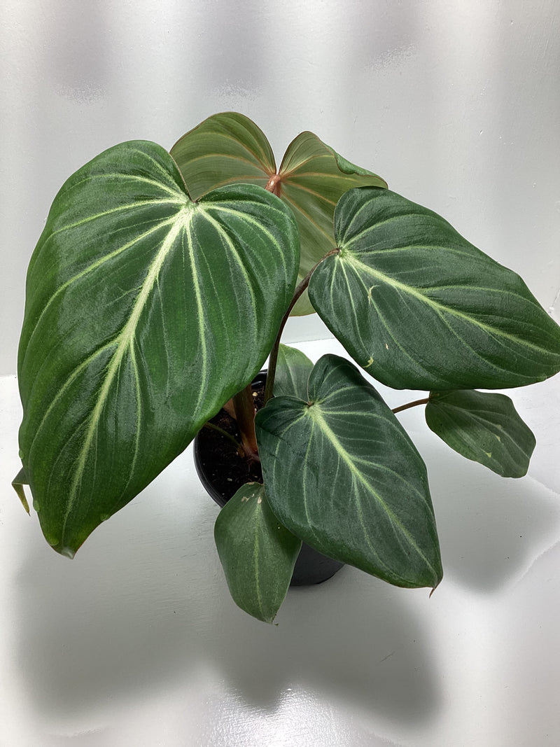 Philodendron ‘Gloriosum’ — My Green Obsession 
