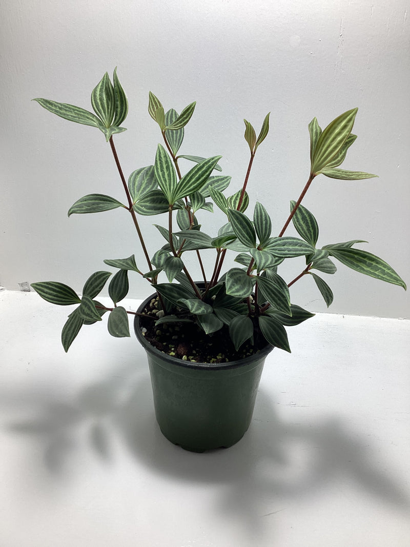 Peperomia Puteolata - 4 inch pot — My Green Obsession 