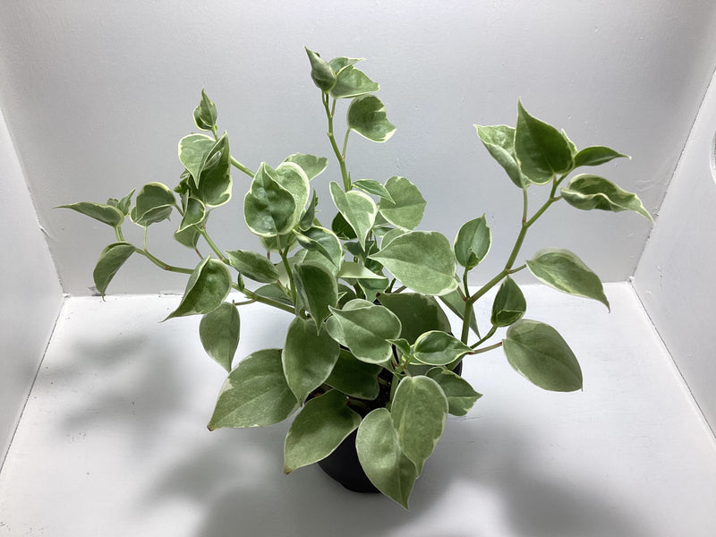 Peperomia Scandens variegated - 4 inch pot — My Green Obsession 