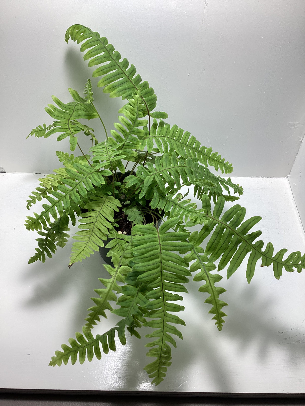 Polypodium formosanum ‘Cristatum’ aka “ET Fern” - 4 inch pot