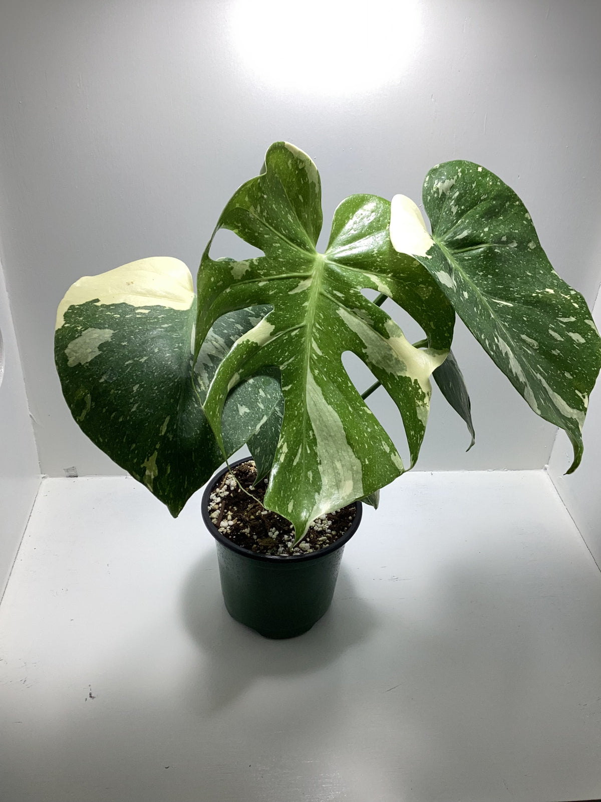 Monstera ‘Thai Constellation’