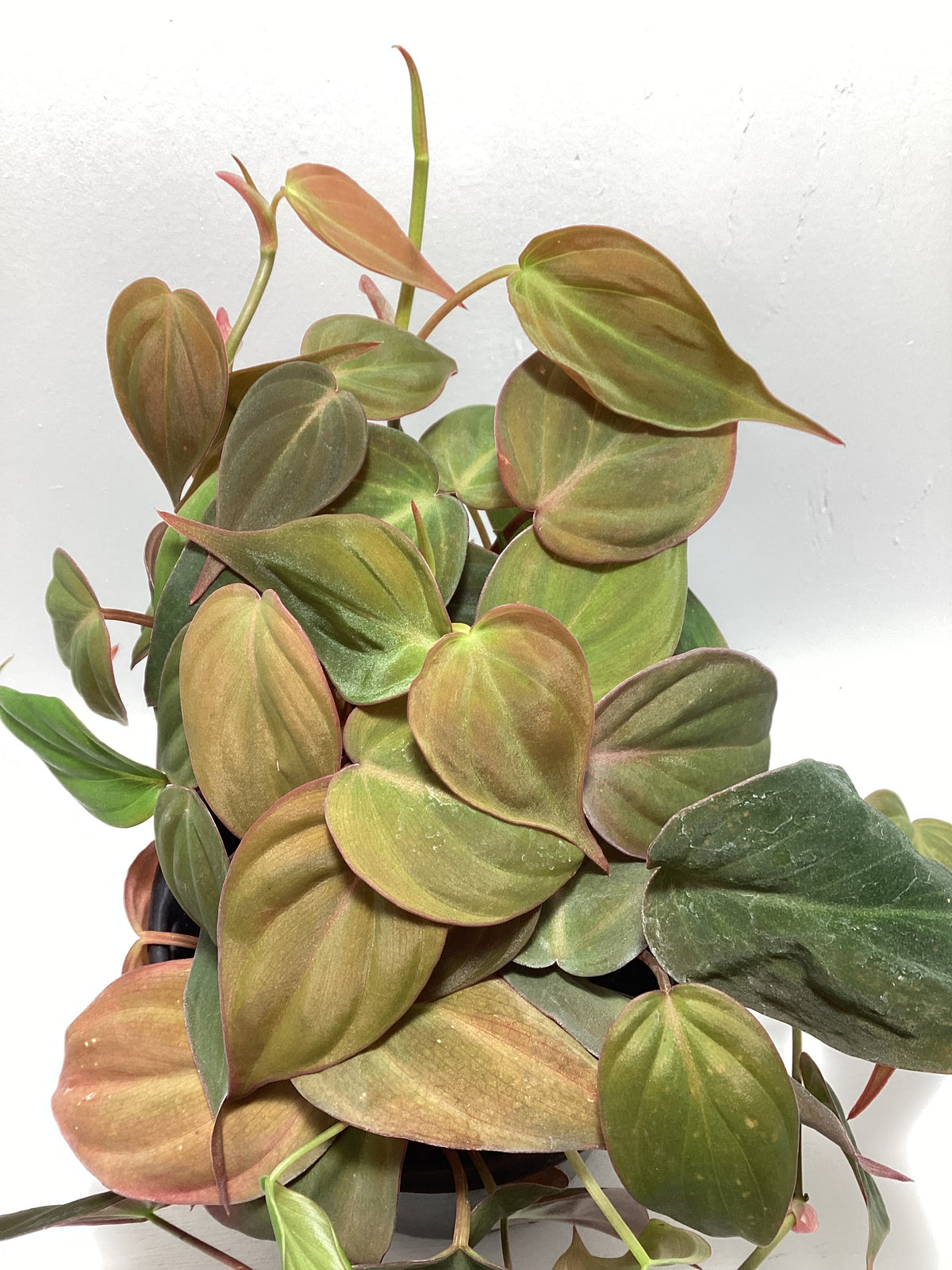 Philodendron micans - 4 inch pot