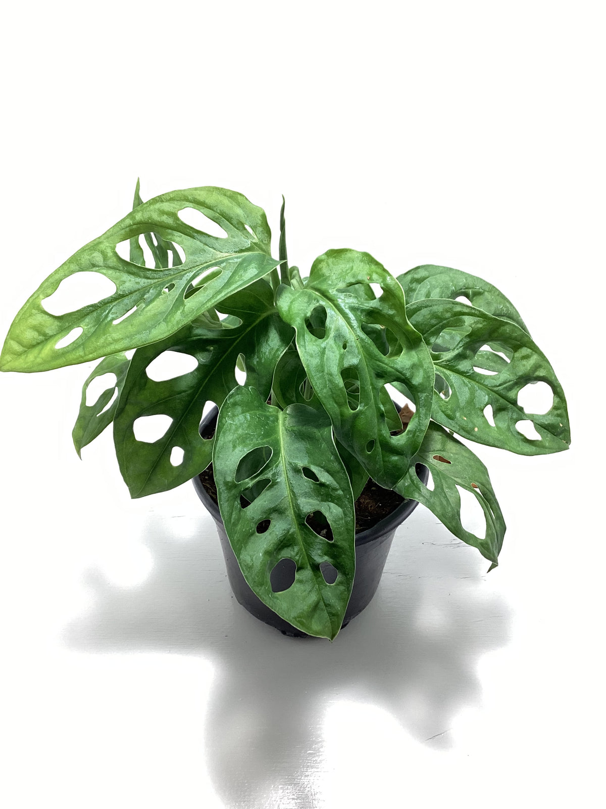Monstera Adansonii - wide form - “Swiss Cheese Plant”
