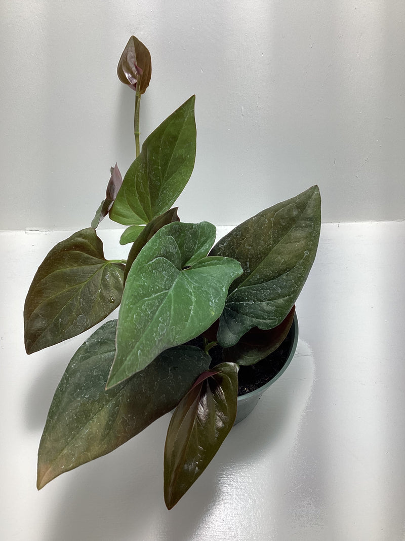 Syngonium erythrophyllum ‘Red Arrow’ - Arrowhead Plant — My Green Obsession 