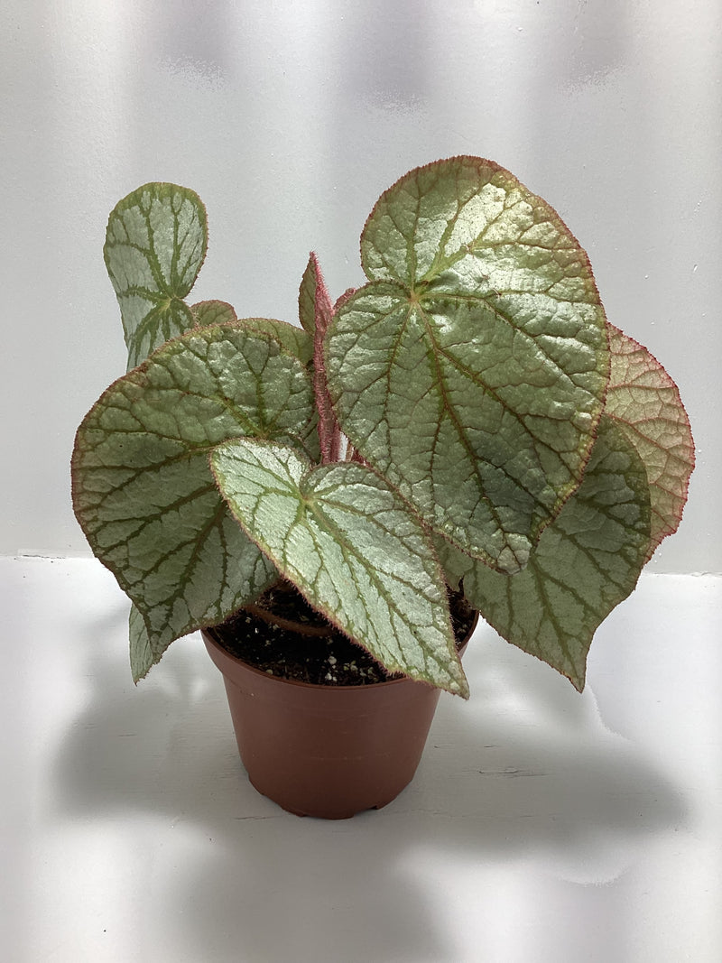 Begonia U400 - 4 inch — My Green Obsession 