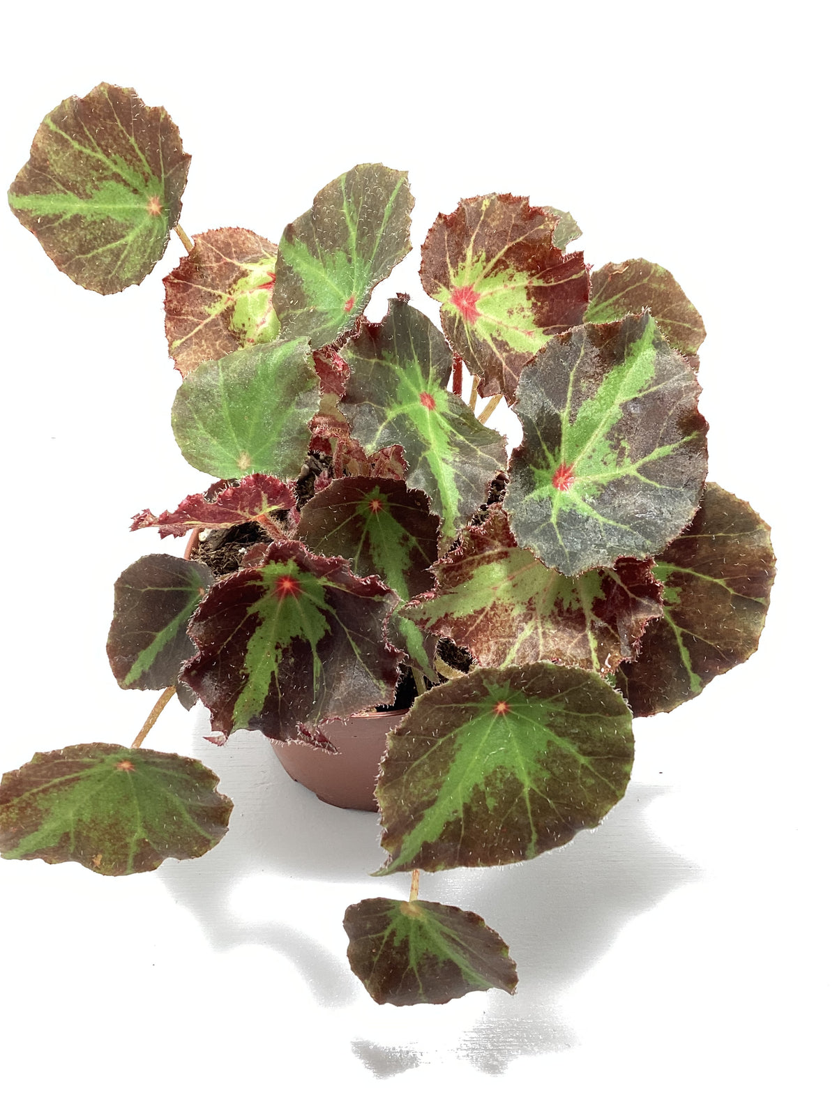 Begonia ‘Boyfriend’