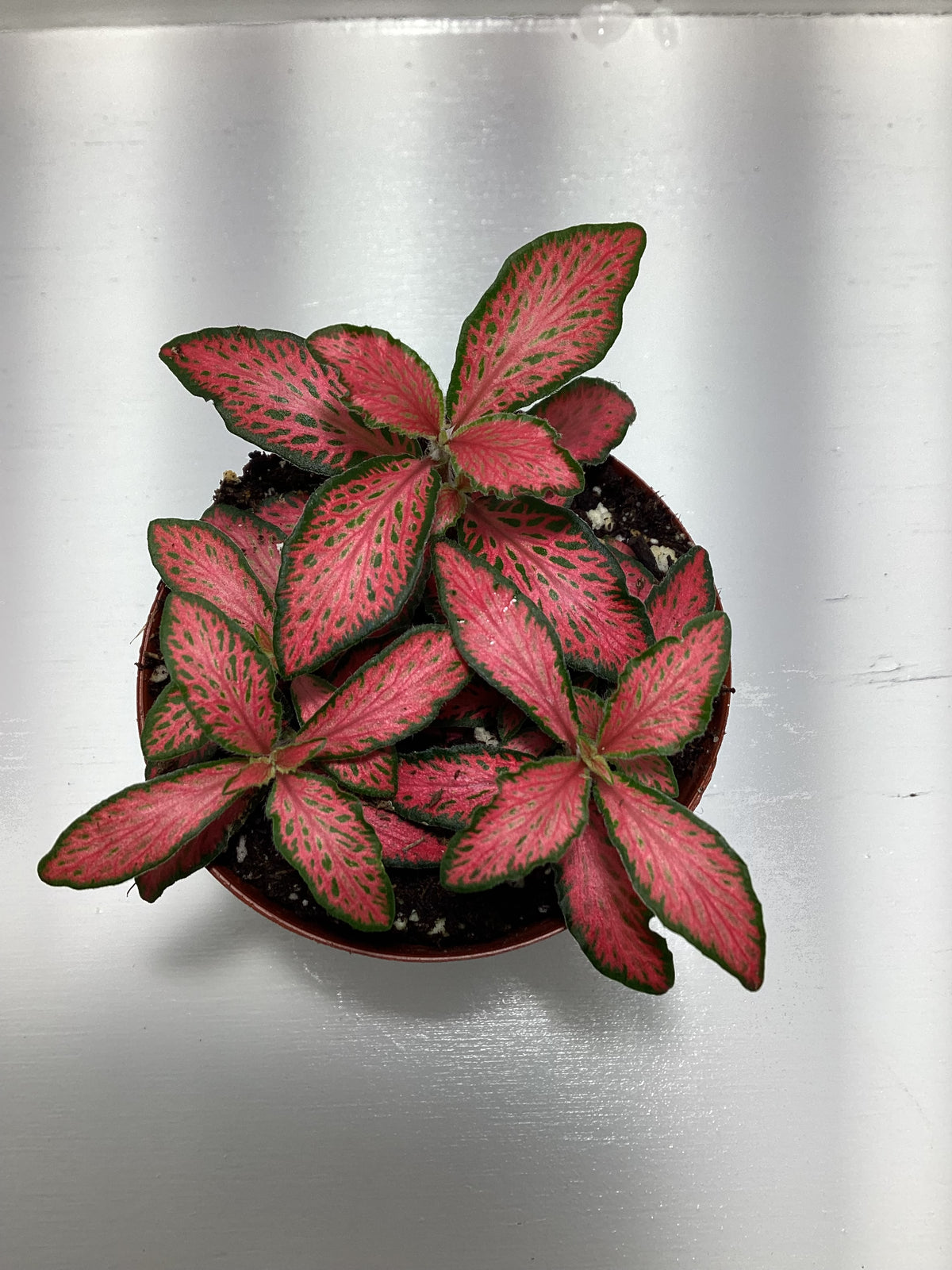 Fittonia ‘Forest Flame’ - red nerve plant