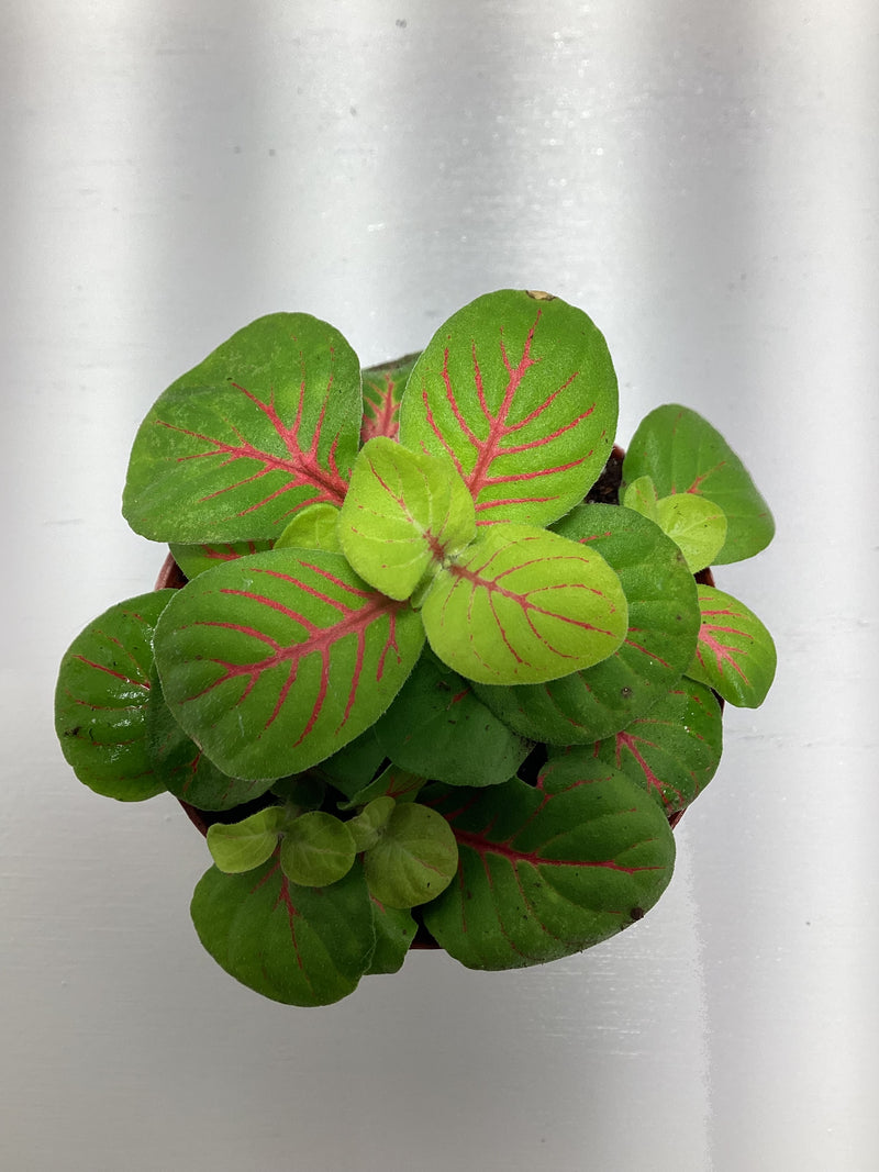 Fittonia “Bubble Green” - nerve plant — My Green Obsession 