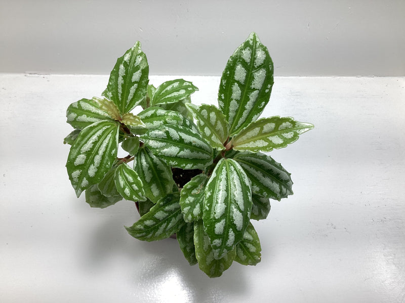 Pilea ‘Aluminum’ — My Green Obsession 
