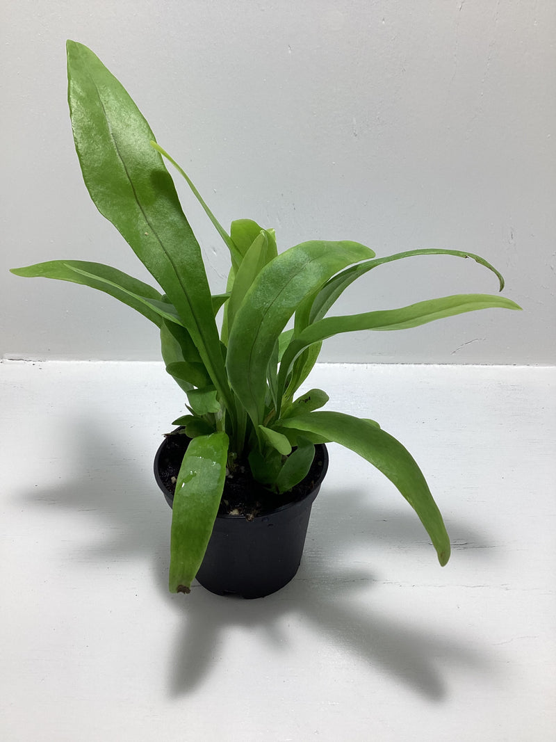 Microsorum diversifolium - “Kangaroo Fern” — My Green Obsession 
