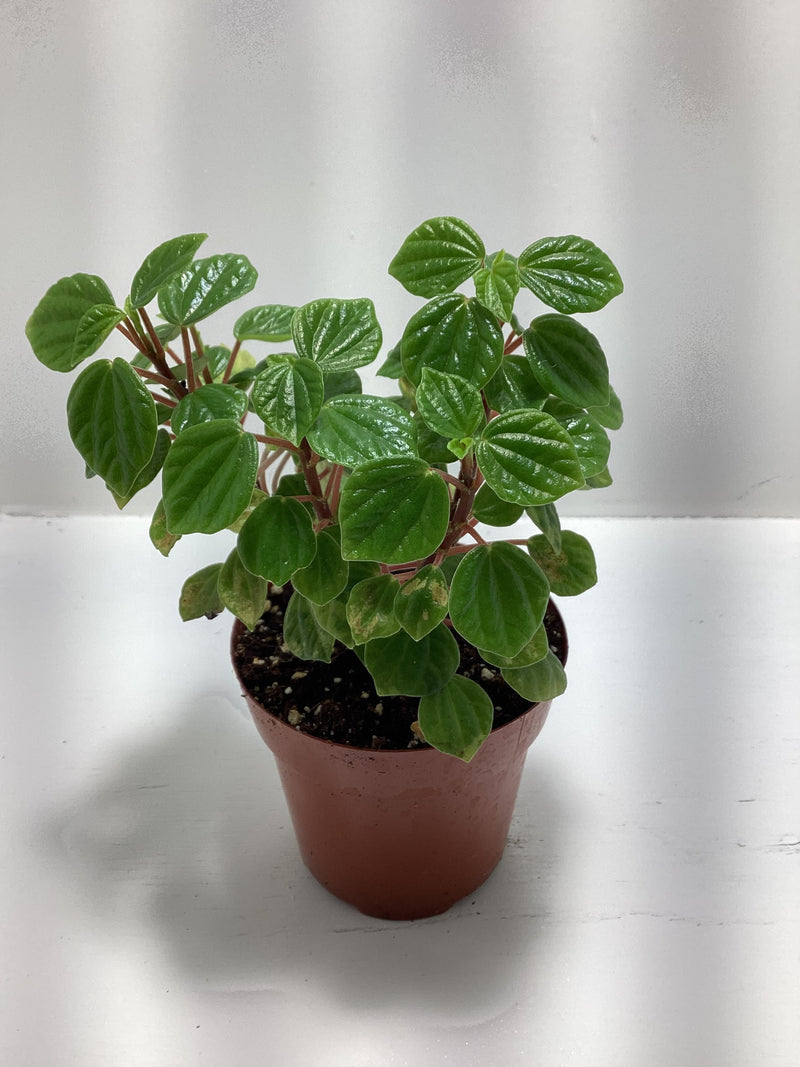 Peperomia meridana - houseplant — My Green Obsession 