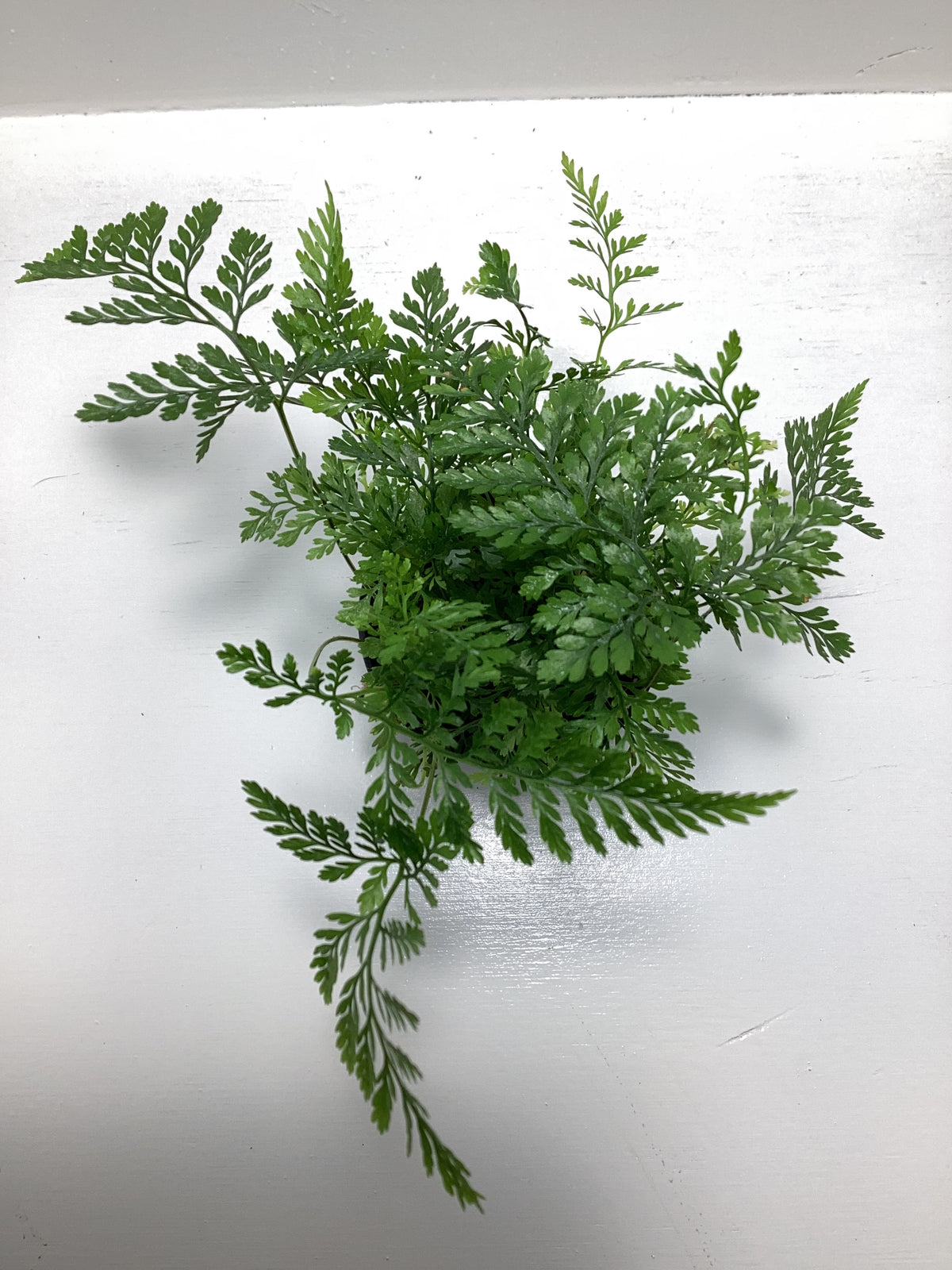 White Rabbit Foot fern - Humata tyermanii