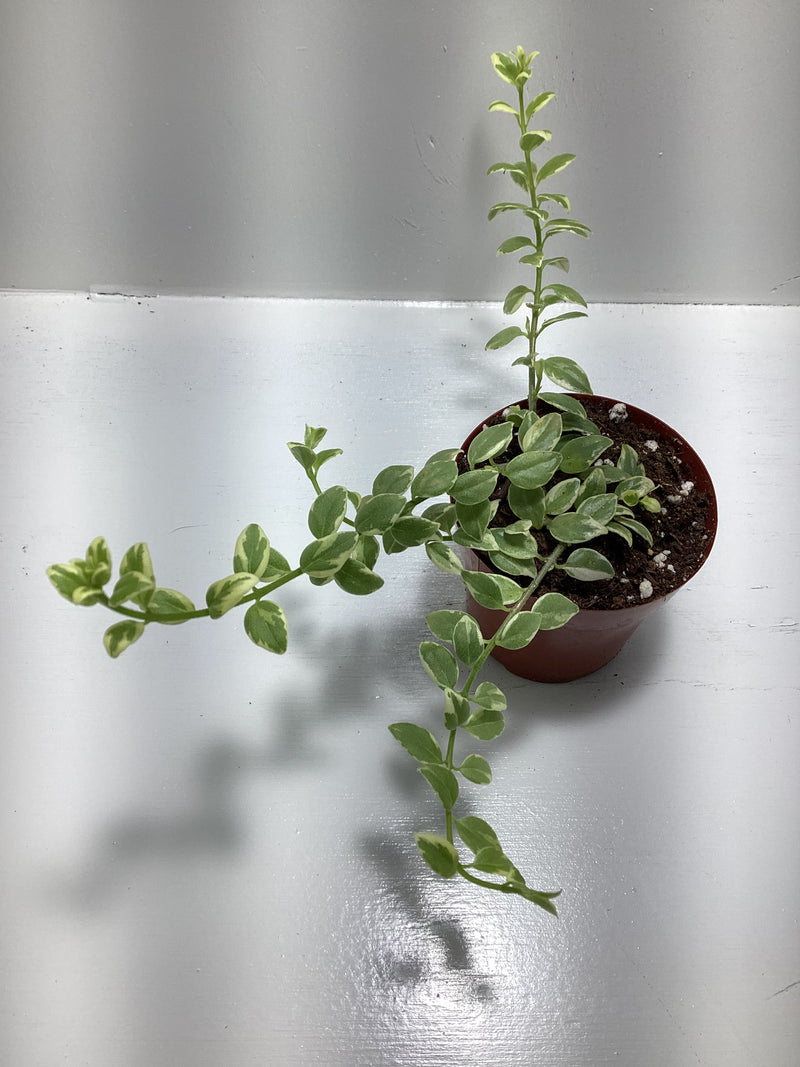 Columnea ‘Broget Stavanger’ — My Green Obsession 
