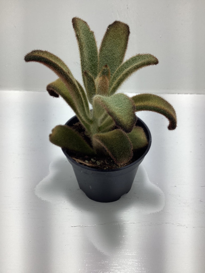 Kalanchoe tomentosa ‘Chocolate Soldier’ — My Green Obsession 
