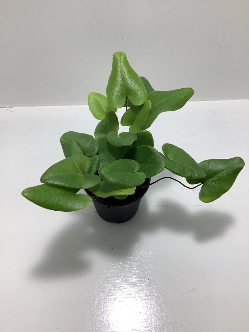 Heart fern - Hemionitis arifolia — My Green Obsession 