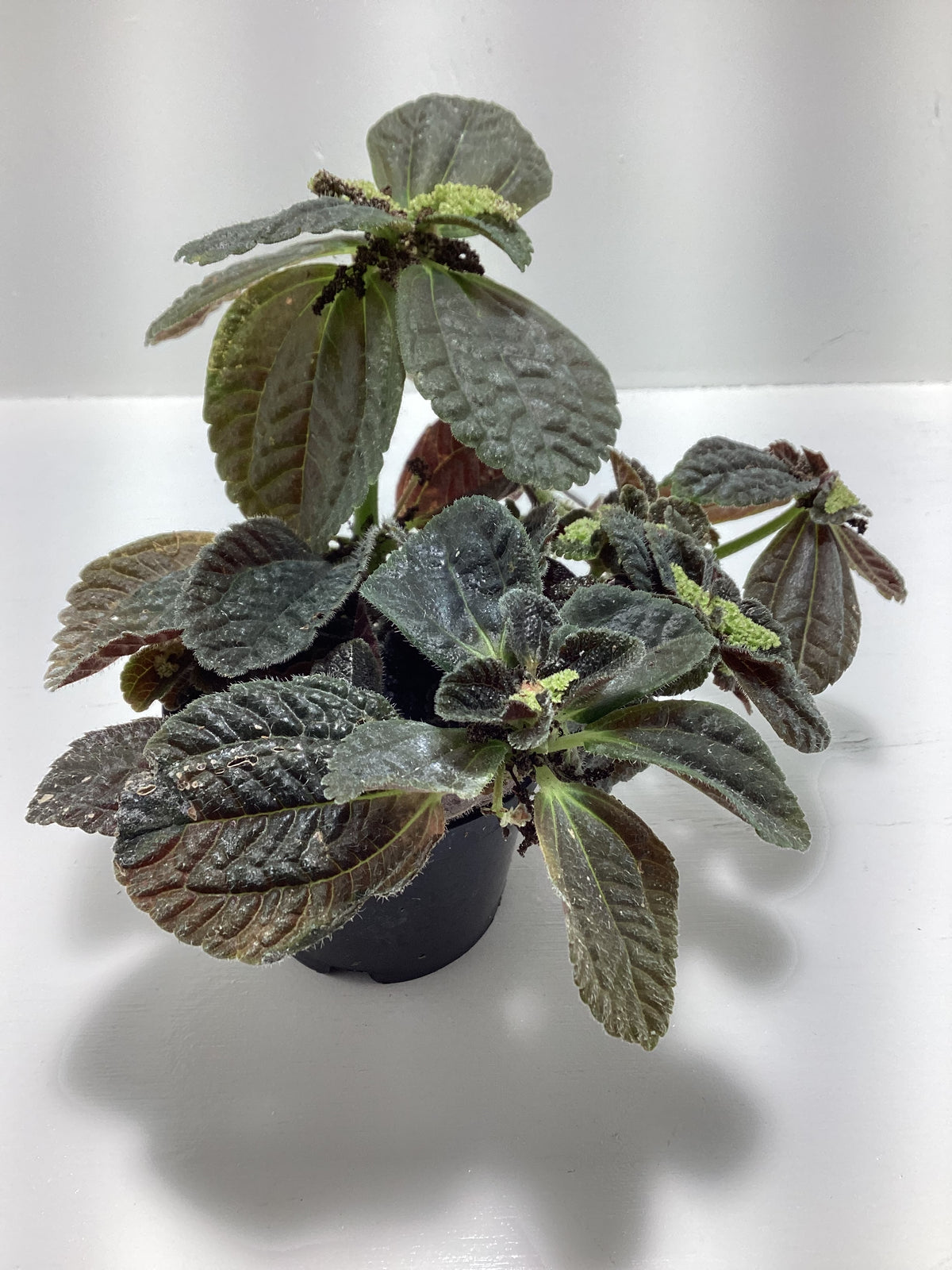 Pilea ‘Friendship’