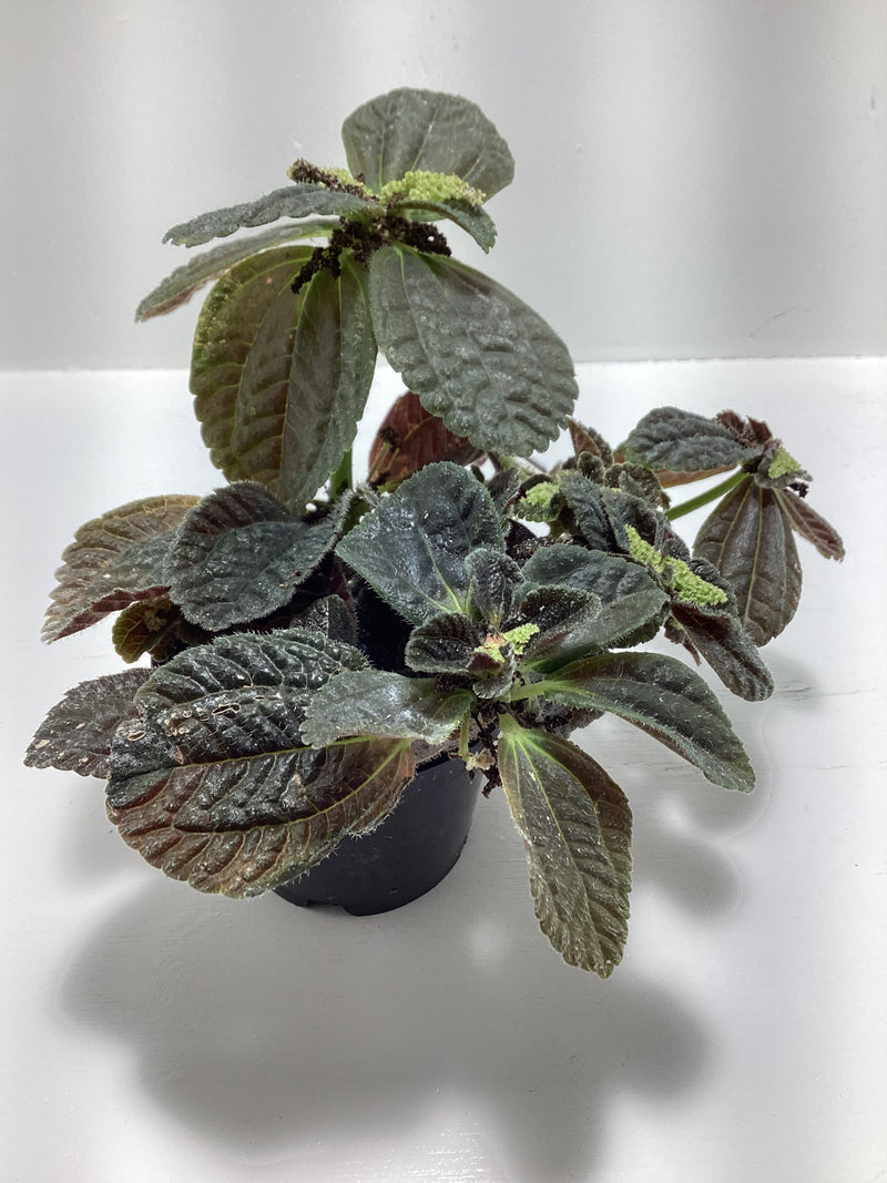 Pilea ‘Friendship’ — My Green Obsession 