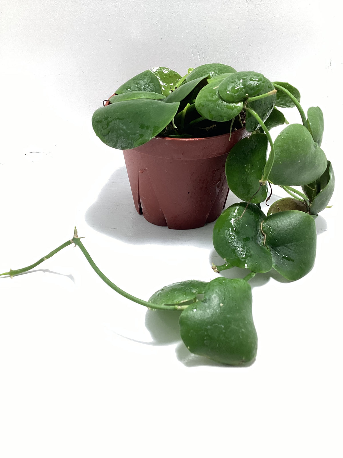 Dischidia imbricata - 4 inch pot