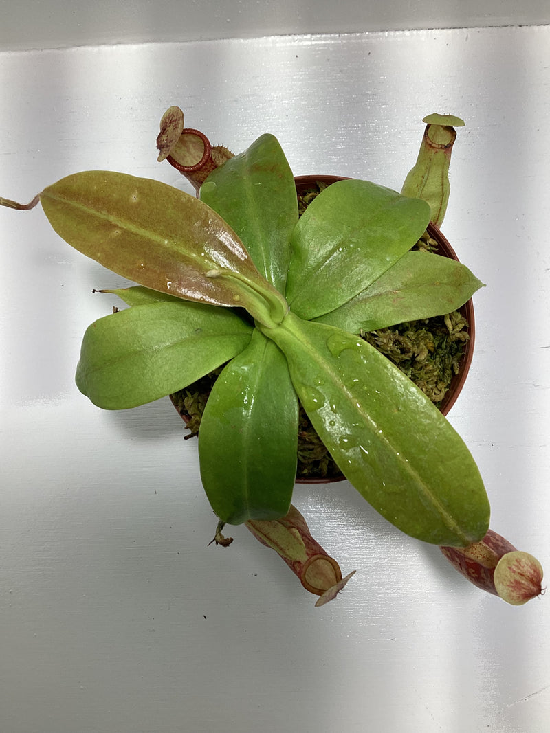 N. ‘St. Gaya’ - pitcher plant - carnivorous plant — My Green Obsession 