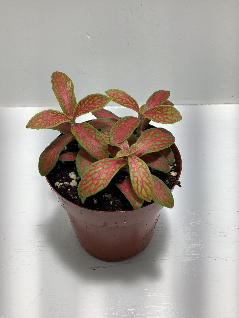 Fittonia ‘Skeleton’ - red nerve plant — My Green Obsession 
