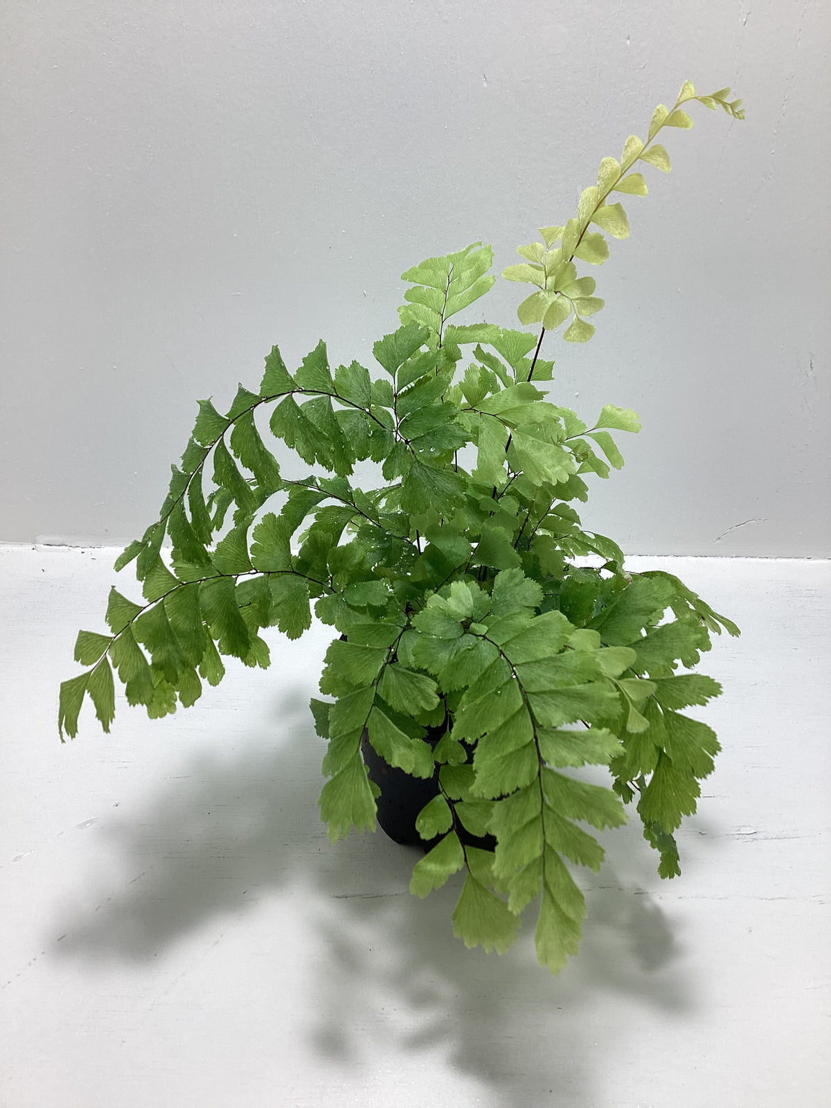 Adiantum hispidulum -  ‘Rosy Maidenhair Fern’