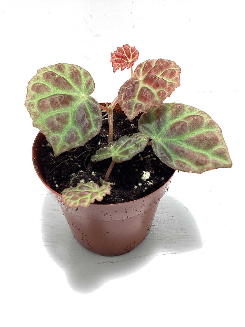 Begonia species Borneo — My Green Obsession 