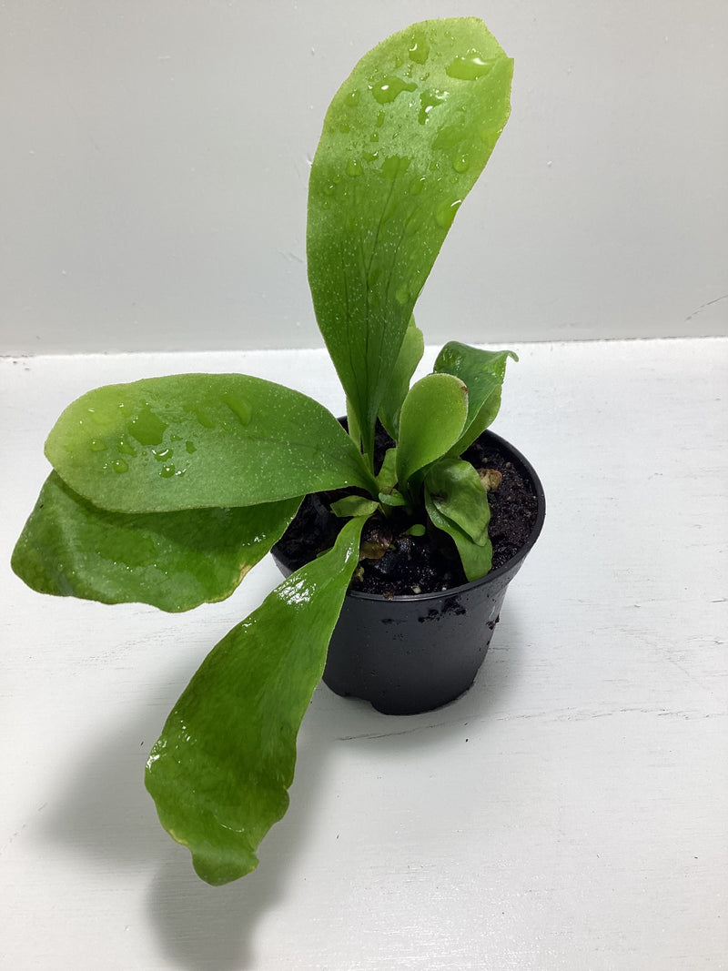 Dutch Staghorn Fern - Platycerium bifurcatum ‘Netherlands’ — My Green Obsession 
