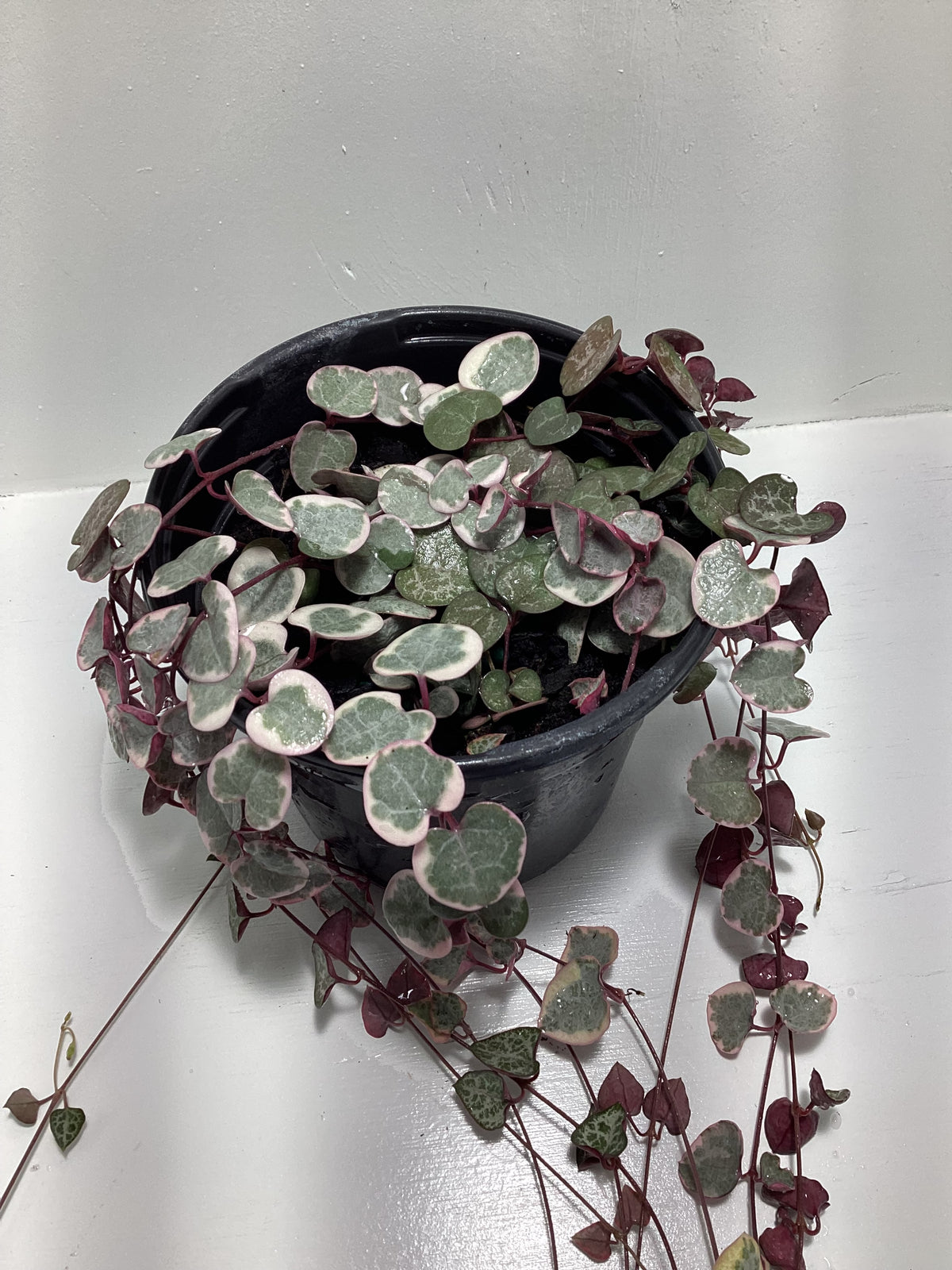 Variegated String of Hearts (ceropegia woodii variegata)