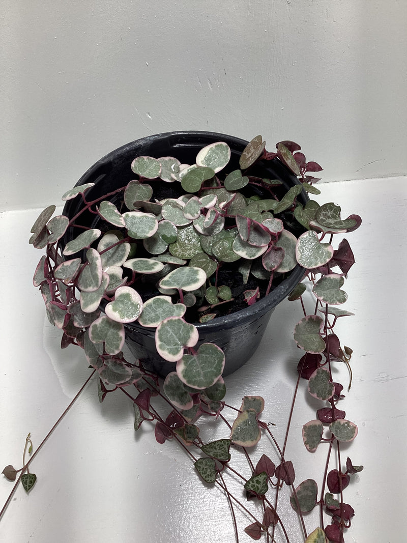 Variegated String of Hearts (ceropegia woodii variegata) — My Green Obsession 