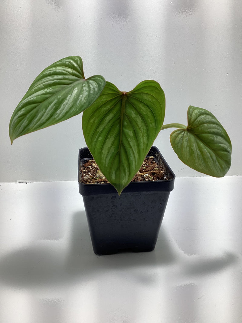 Philodendron mamei — My Green Obsession 