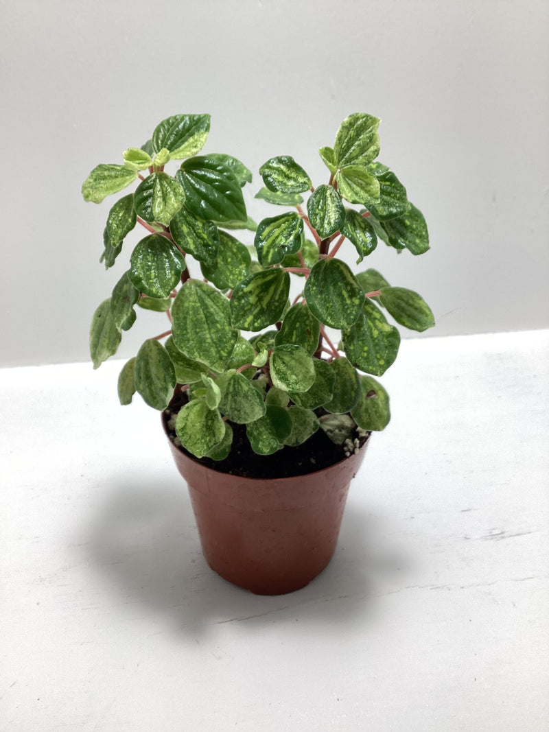Peperomia meridana maculata - houseplant — My Green Obsession 