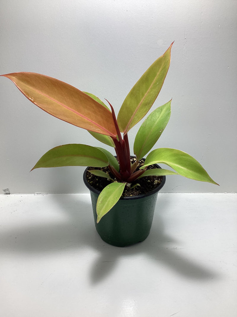 Philodendron ‘Prince of Orange’ — My Green Obsession 