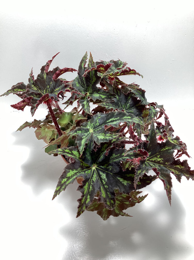 Begonia U578 - 4 inch — My Green Obsession 